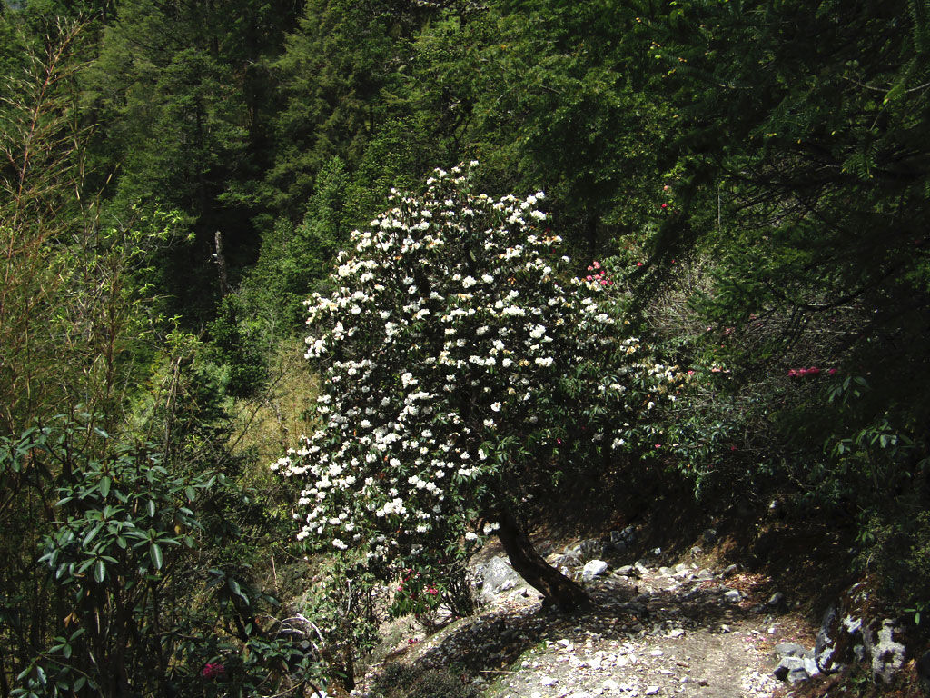 White rhododendrons light up the mountainside