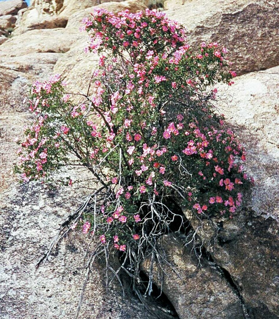 Wild roses on a craggy slope in Siachen