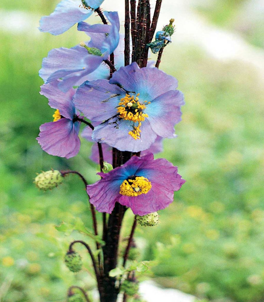 Himalayan blue poppy