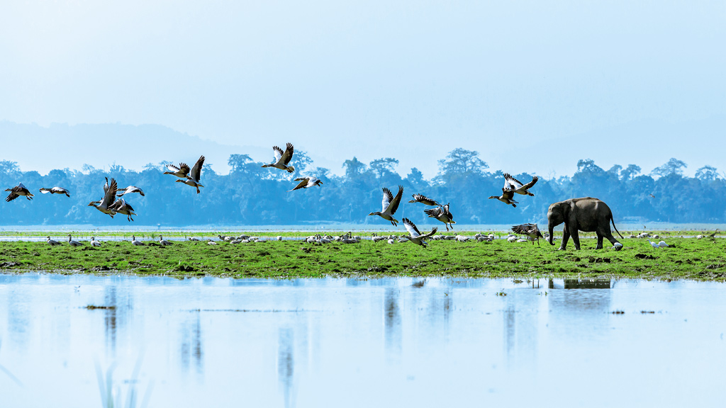 Bar-headed geese and an elephant calf at Kaziranga, India. A bio-diversity hotspot, Kaziranga boasts of the highest number of greater one-horned rhinos in the world.