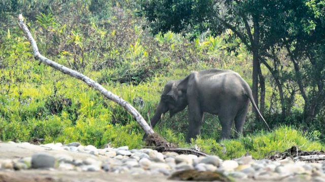 An elephant foraging in Nameri NP