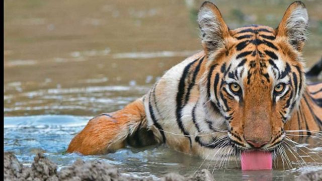 A tiger takes a cooling drink, Pakke Tiger Reserve