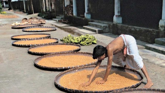 Drying wheat, Uttar Kamalabari Satra