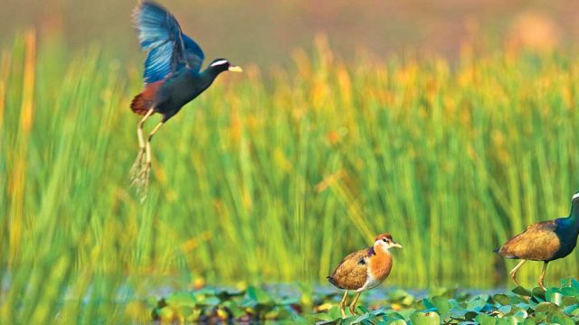 A couple of bronze-winged Jacanas at Chilika Bird Sanctuary