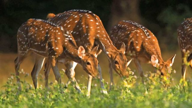 Spotted deer at Simlipal National Park