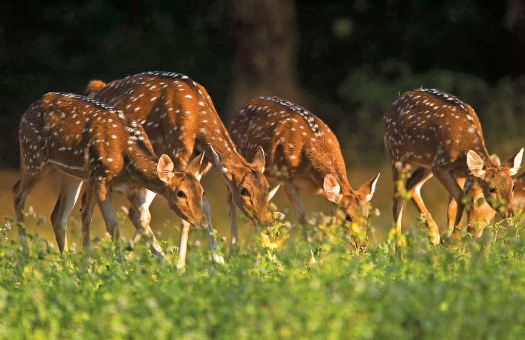 Simlipal National Park