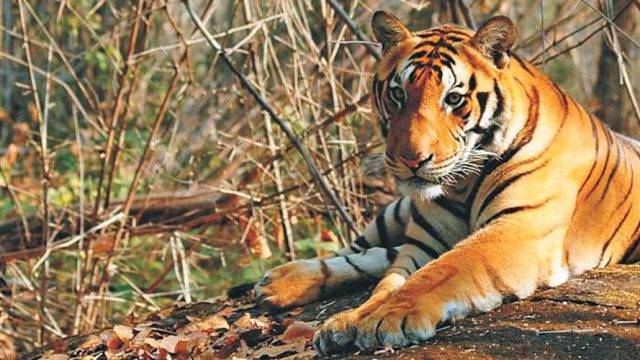 Tiger at Satkosia Gorge Sanctuary