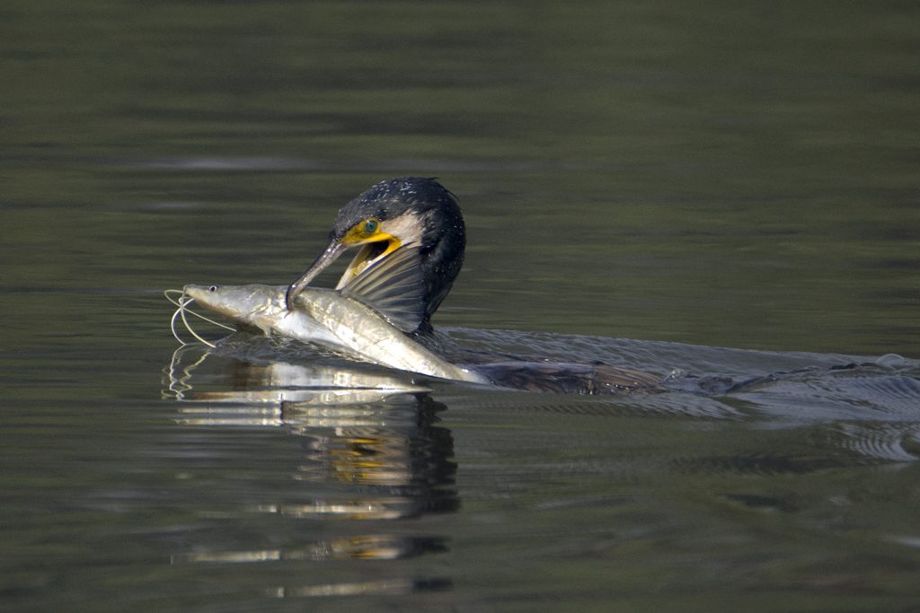 Bharatpur, Rajasthan