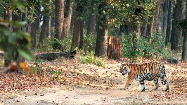 Tiger taking a stroll at Betla National Park