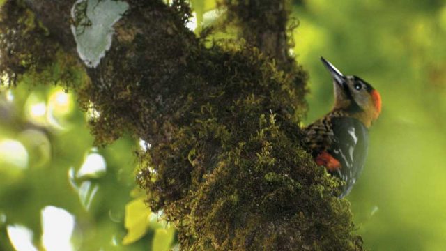 Woodpecker at the Barsai Sanctuary