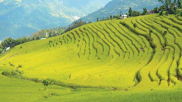 Paddy field on the way to Ravangla