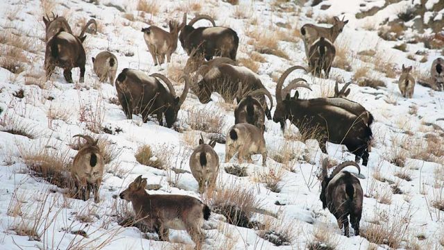 Hemis NP is home to a small population of Asiatic ibex