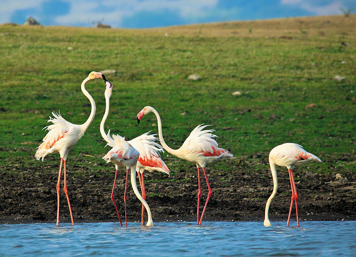 Flamingoes at the lake