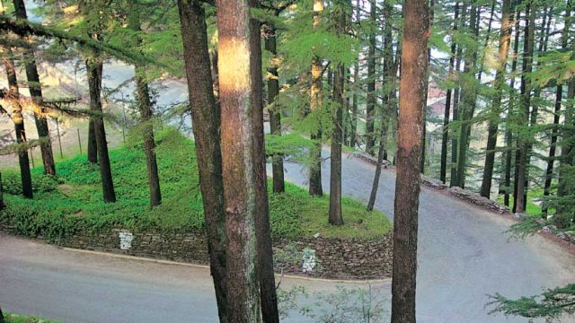 Road through a cedar forest in Chail