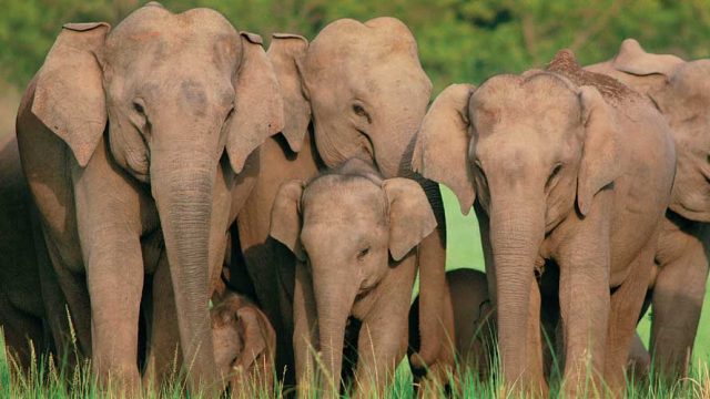 Famous for tigers, Corbett also promises sightings of wild elephants