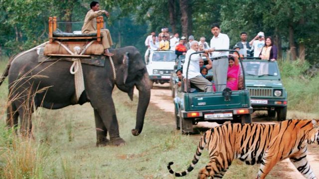 Visitors catch a glimpse of the apex predator on a jeep safari