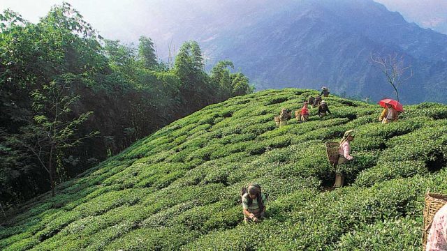 Some of the best teas in the world come from these slopes