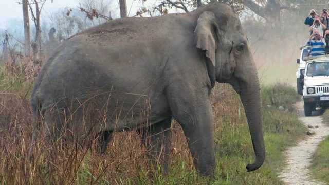 Spotting a wild elephant on a jeep safari