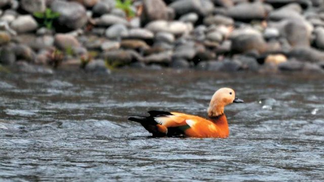 A brightly coloured ruddy shelduck, Nameri NP