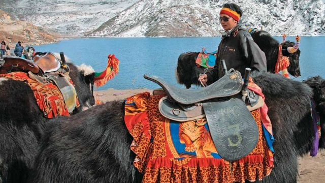 Yaks standing patiently by the Tsomgo Lake