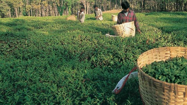 Plantation workers surrounded by a sea of emerald-green tea bushes