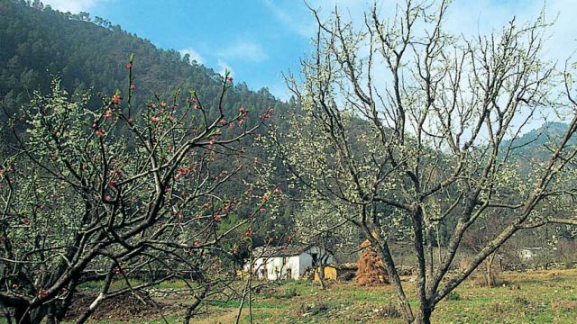 A plum orchard with the Himalayan foothills in the backdrop