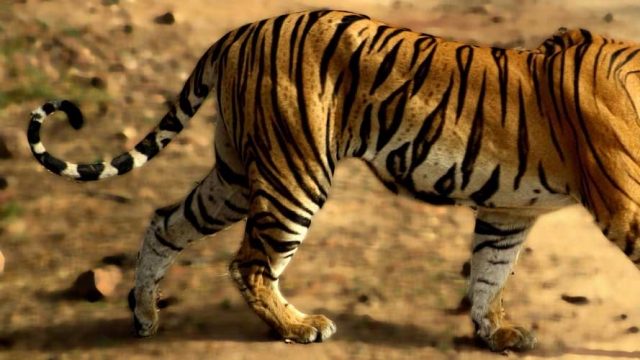 Tigress in Bandhavgarh National Park