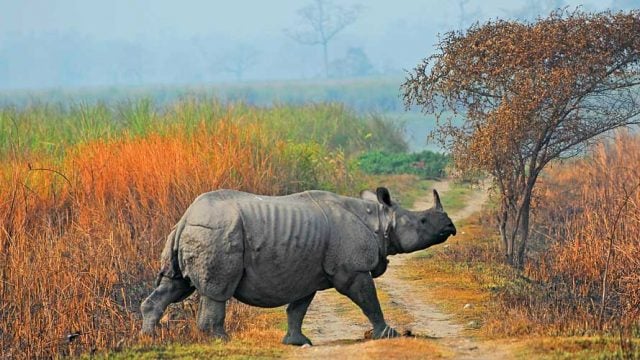 A great Indian rhinoceros crossing a trail in Kaziranga NP