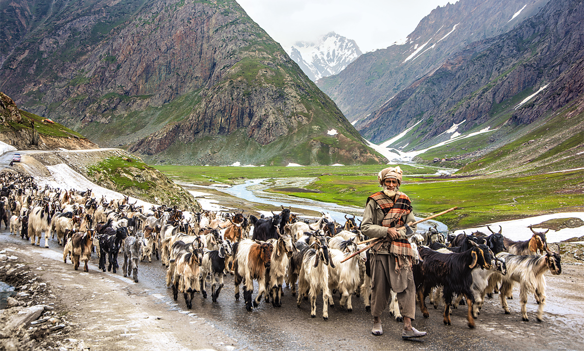 A shepherd leads his flock near Zoji La, Jammu & Kashmir