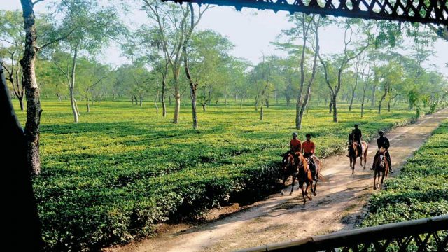 Exploring a tea estate on horseback, Dibrugarh