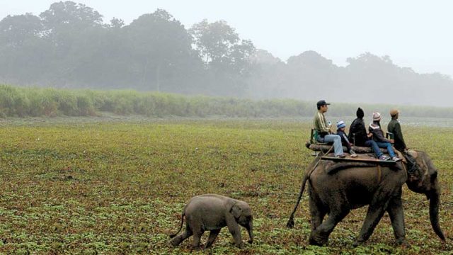 A baby elephant follows its mother on a safari