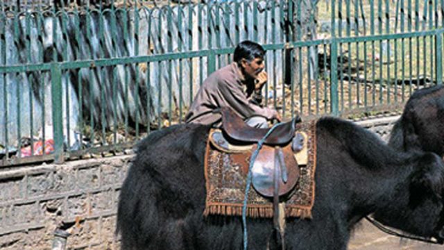 Yak and horse rides are popular with tourists at Deshu Peak