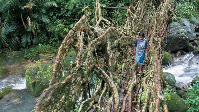 A living root bridge, Meghalaya’s one-of-a-kind natural wonder