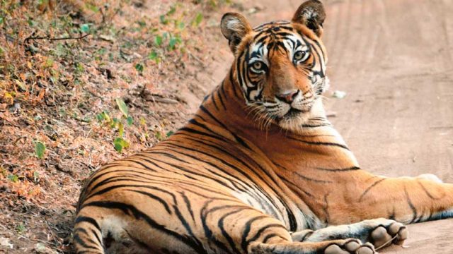 A tiger relaxing on a trail, Ranthambhore National Park