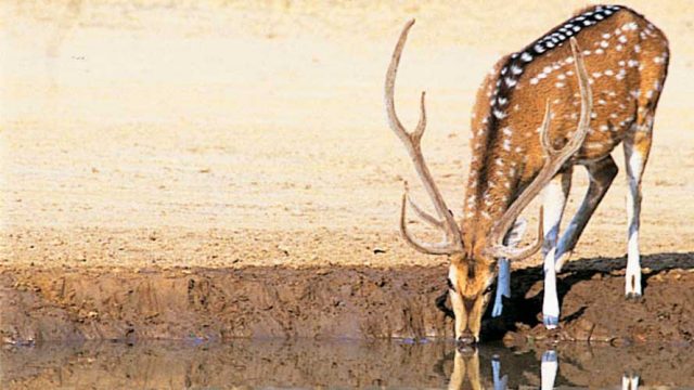 Spotted deer by a watering hole