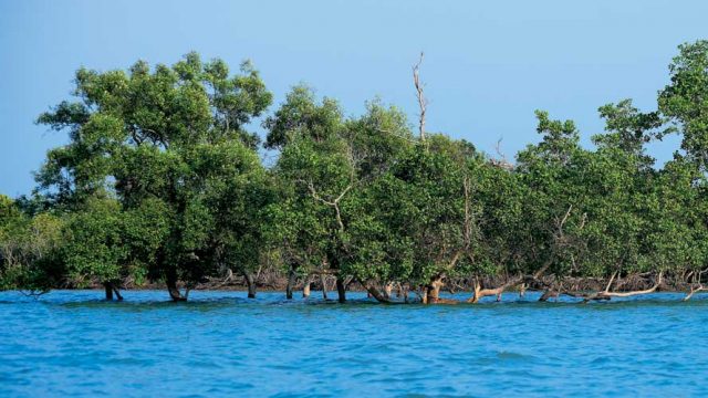 Mangrove forests growing in the coastal waters