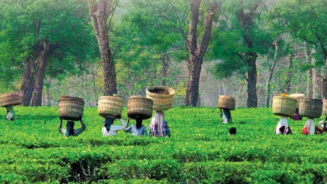 Plantation workers amongst tea bushes in Assam