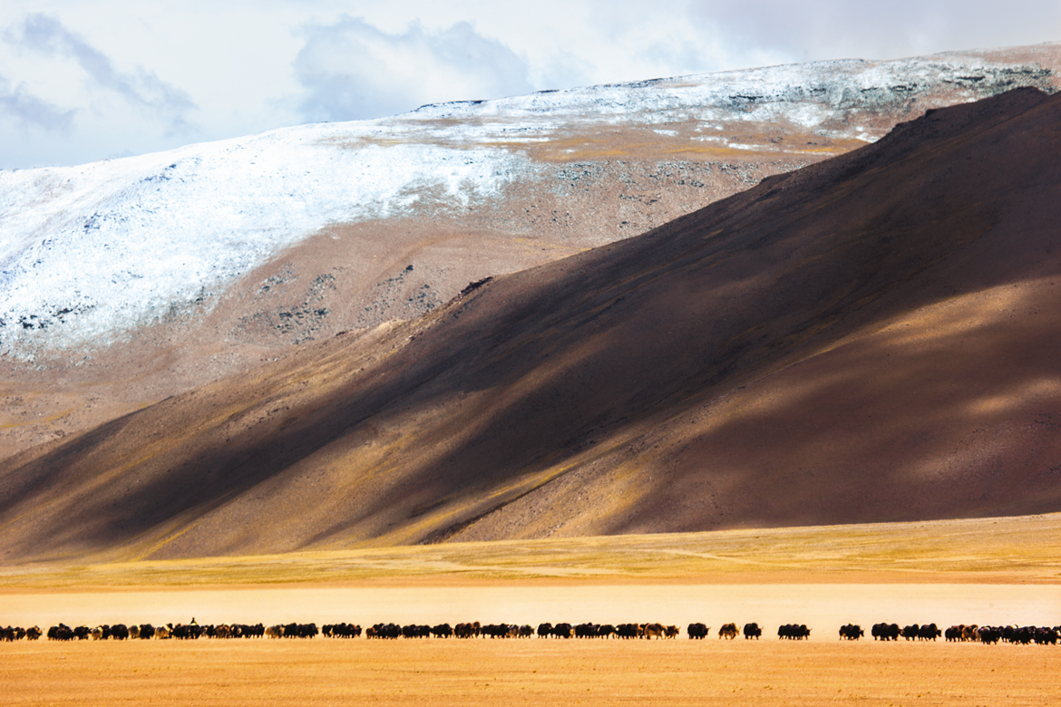 A herd of yaks on the More plains