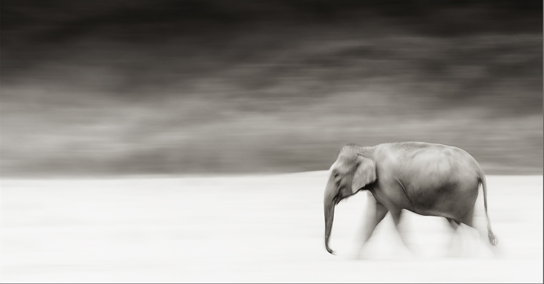 A panoramic elephant shot at Corbett National Park