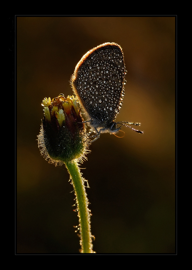 Butterfly on a winter morning