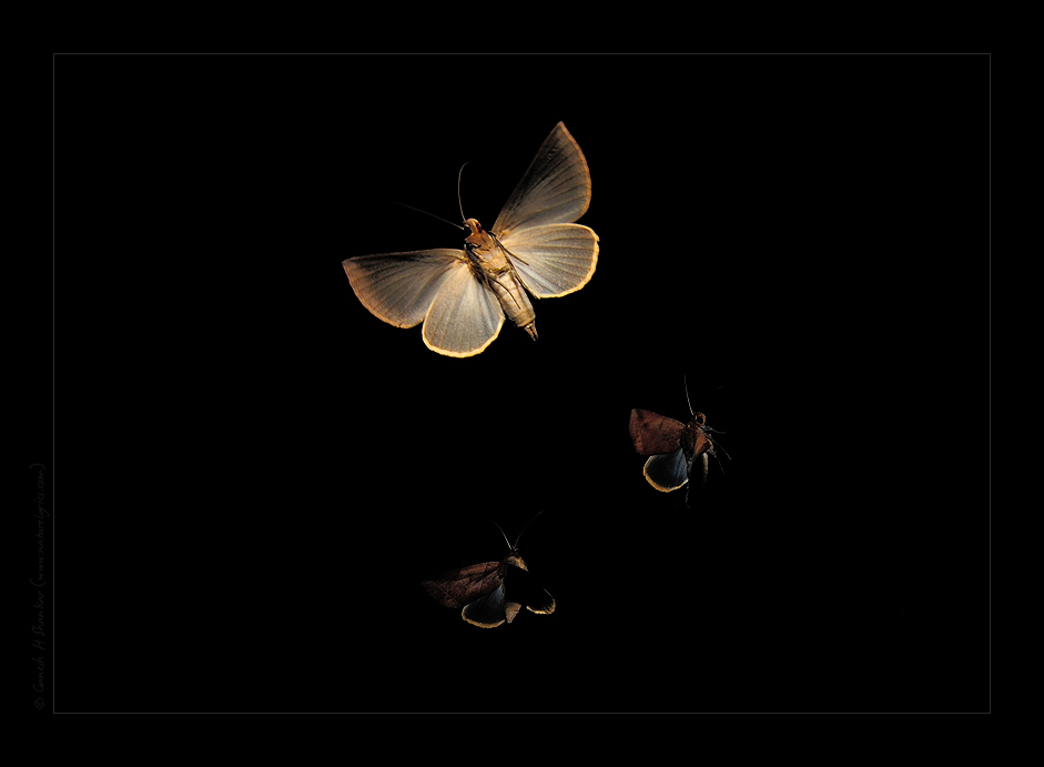 Path of a single moth in flight. Single exposure but flash fired in a few times during the exposure