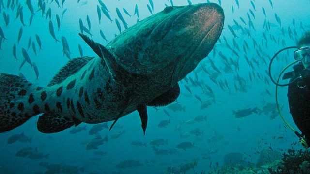 A diver watches a giant grouper