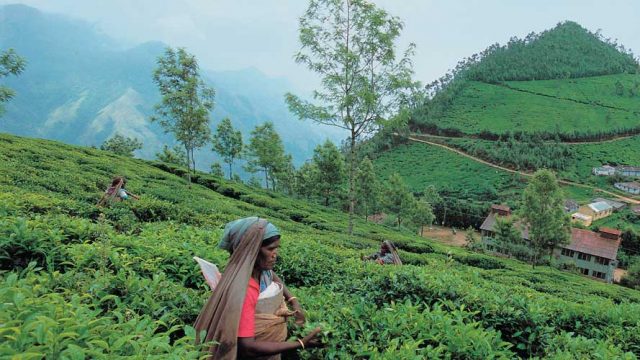 Tea plantation workers busy plucking leaves in a verdant tea garden