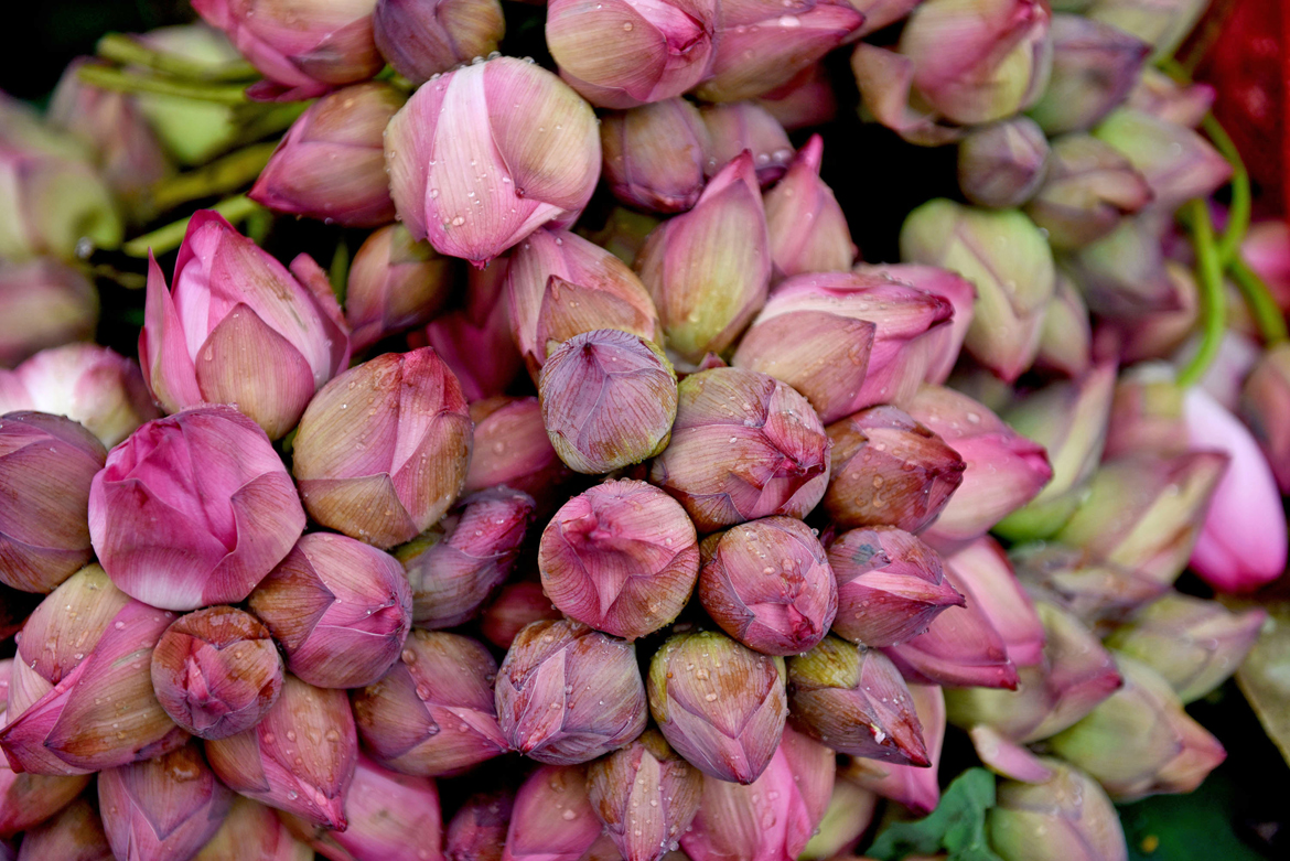 108 lotus flowers are mandatory during the Pujo