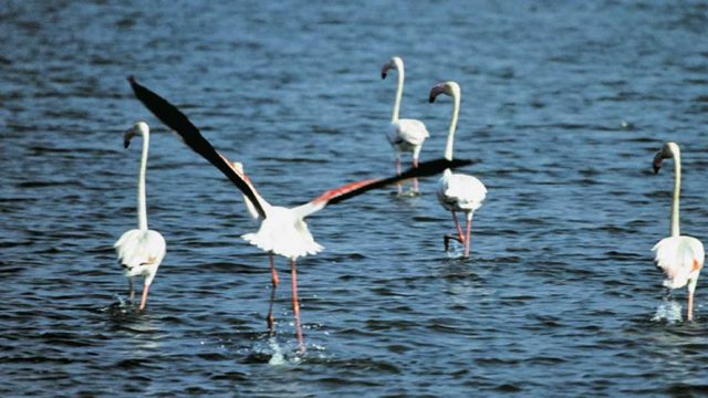 Flamingoes, one of the many avian species found at Chilika Lake