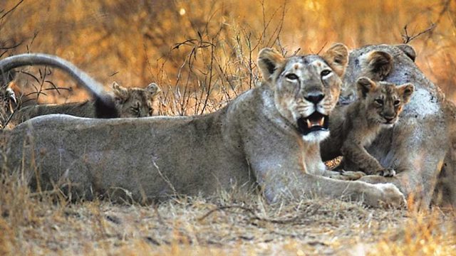 Lionesses with their cubs at the Gir Forest National Park