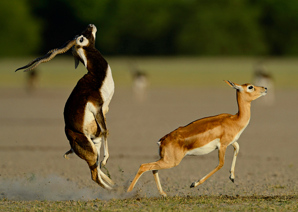 Blackbucks (Antilope Cervicapra) in a courtship ritual. The Tal Chhapar Sanctuary in Rajasthan has the most number of blackbucks (endangered species). The males roam in a herd while the females join them only during mating. To impress the female, the males fight with each other to display their strength.