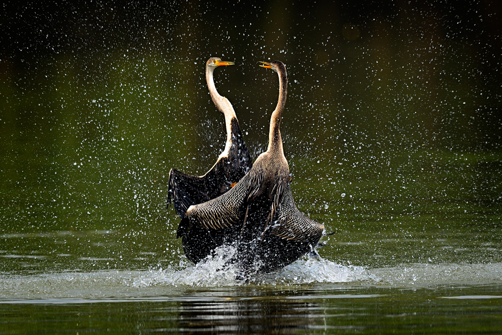 A fight to protect one’s territory is thrilling to watch in the animal kingdom. This memorable fight was between two Indian darters (Anhinga melanogaster) at the Keoladeo National Park, Bharatpur. On opposite sides of a lake popular among darters for fishing, two were perched on trees and calling out loudly. Suddenly, they both dived and after coming close to each other, started fighting.