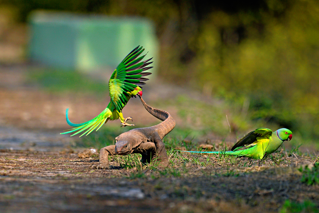 A monitor lizard running for life as a pair of parakeets fiercely attack. While lizards are usually lazy and parakeets keep to themselves, here the birds realised the lizard was after their eggs.