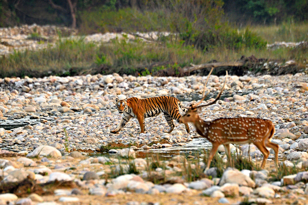 The presence of a tiger (Panthera tigris) is overpowering in a jungle. Shot at the Jim Corbett National Park, the first tiger walked down the side of a stream. On the other side was a herd of deer. It took a while but this was the moment when a predator and prey looked at each other.